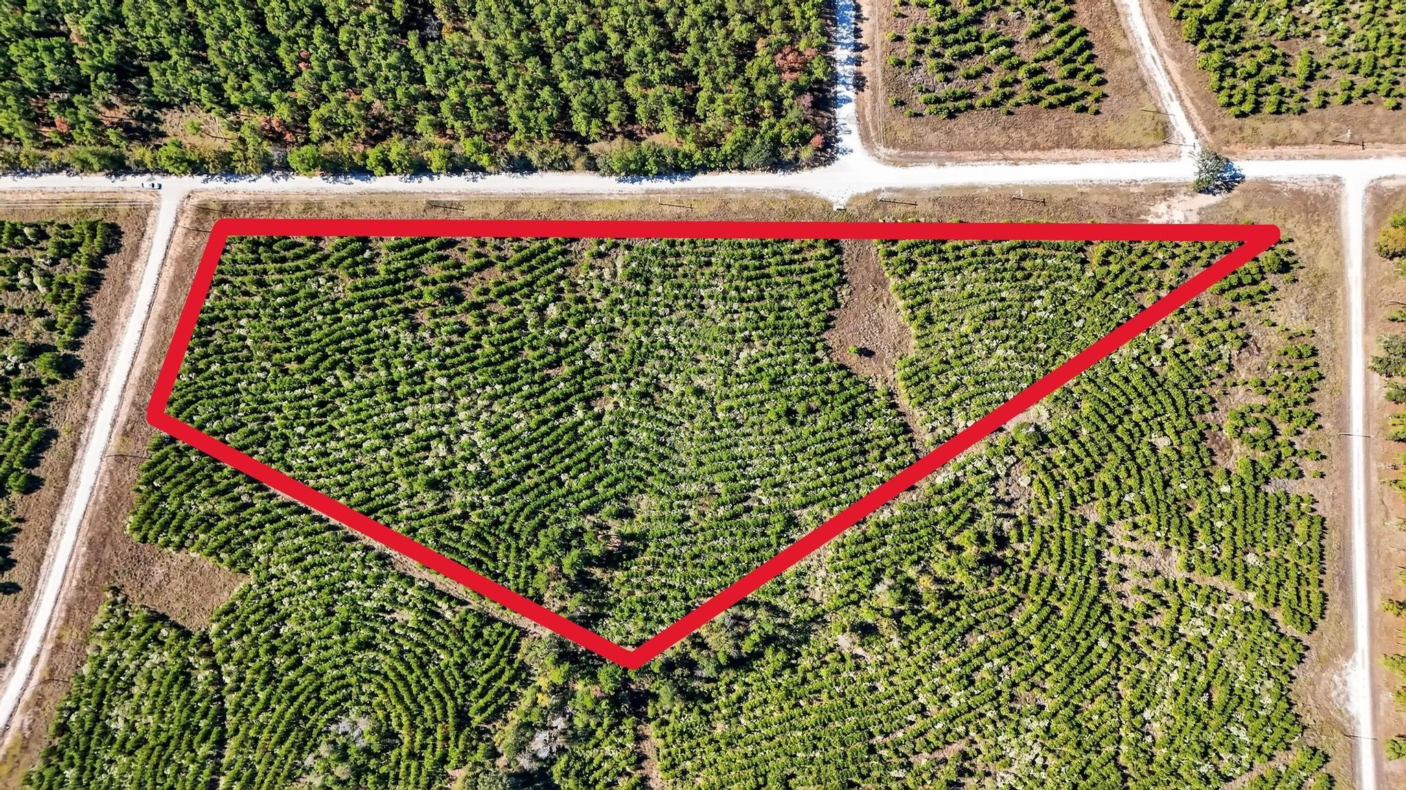 625 Trinity Trail Lovelady, TX 75851 - Photo 4 of 14