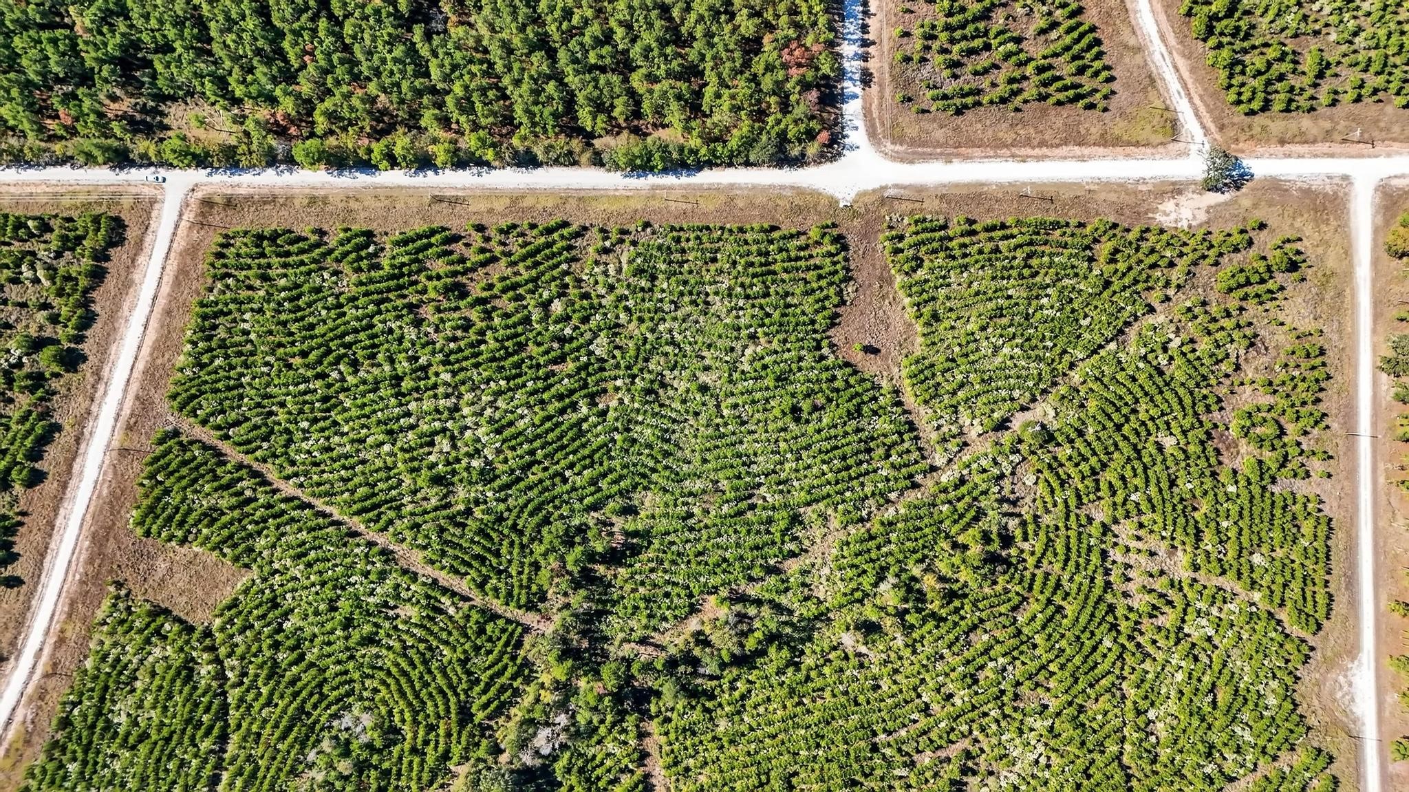 625 Trinity Trail Lovelady, TX 75851 - Photo 5 of 14