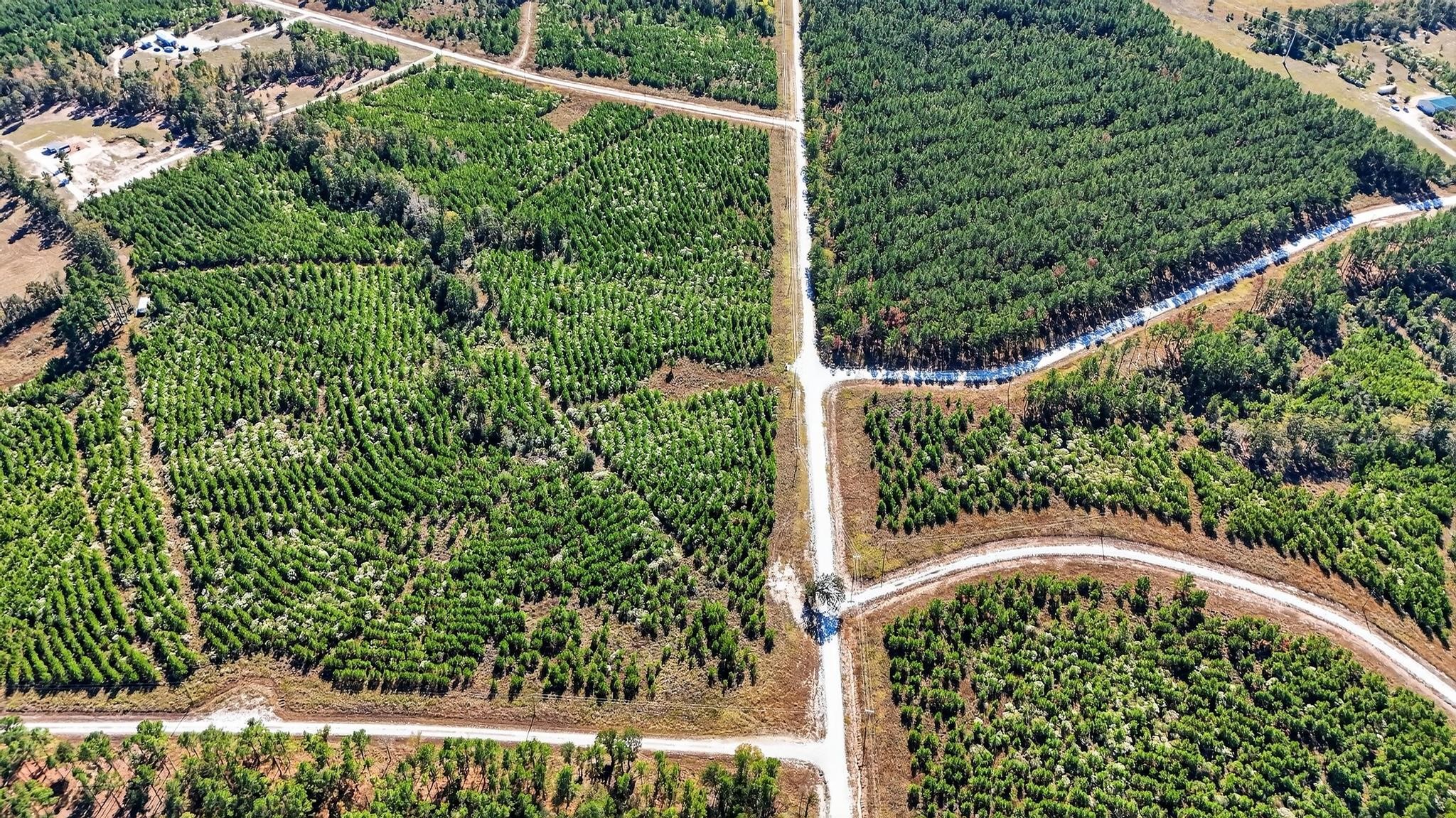 625 Trinity Trail Lovelady, TX 75851 - Photo 7 of 14