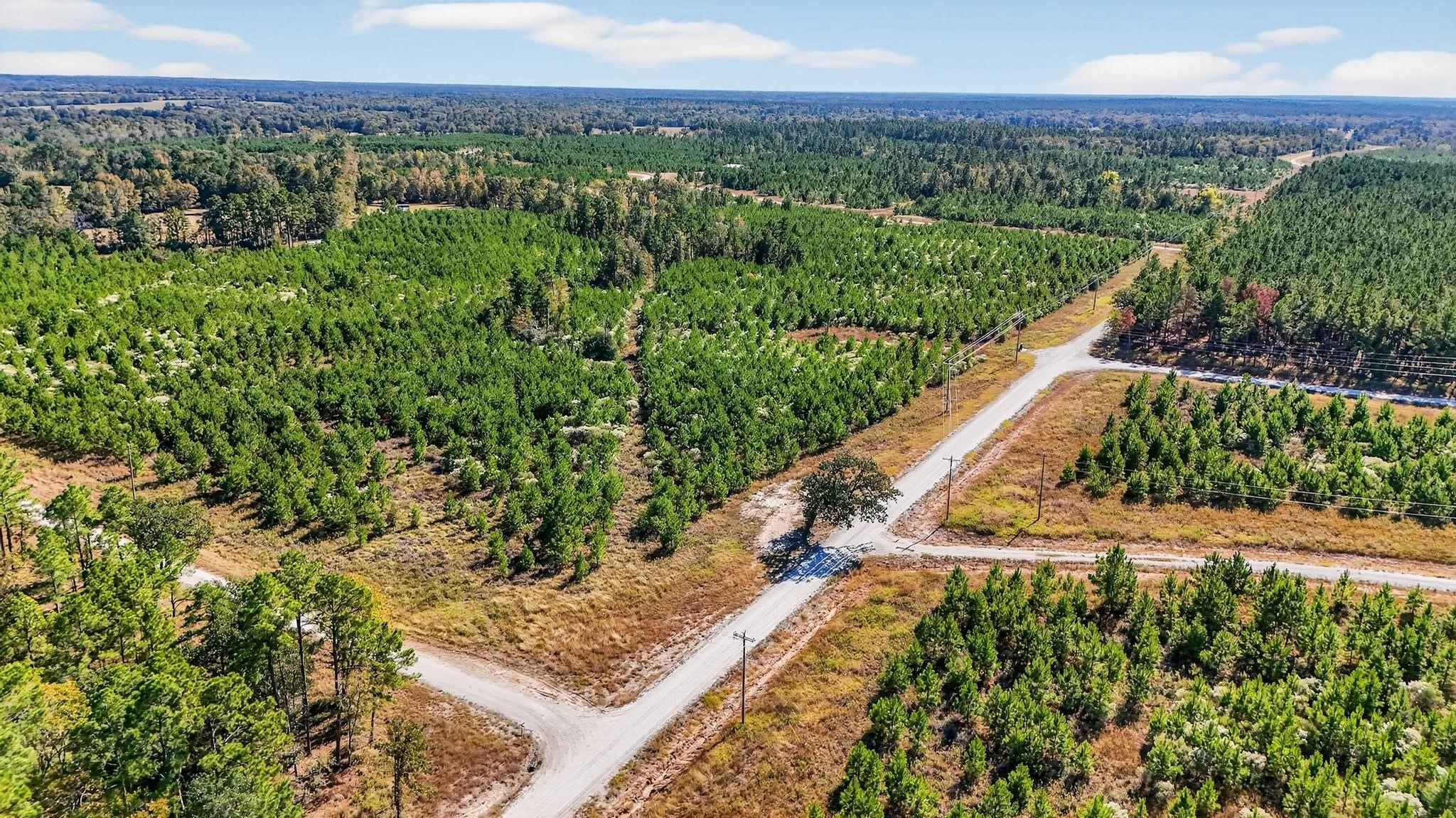 625 Trinity Trail Lovelady, TX 75851 - Photo 8 of 14