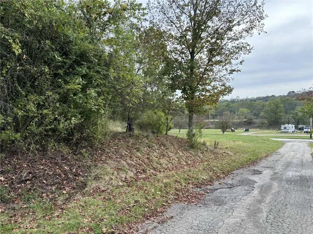 a view of a forest that has a tree