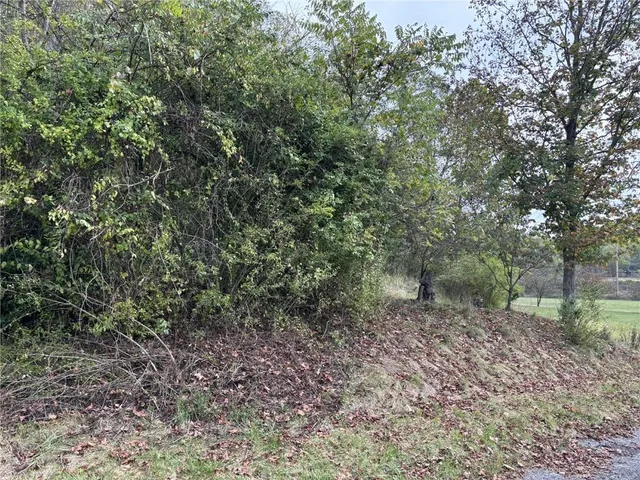 a view of a forest with lots of trees