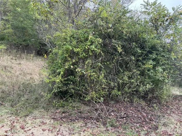 a view of a forest with a bench and trees