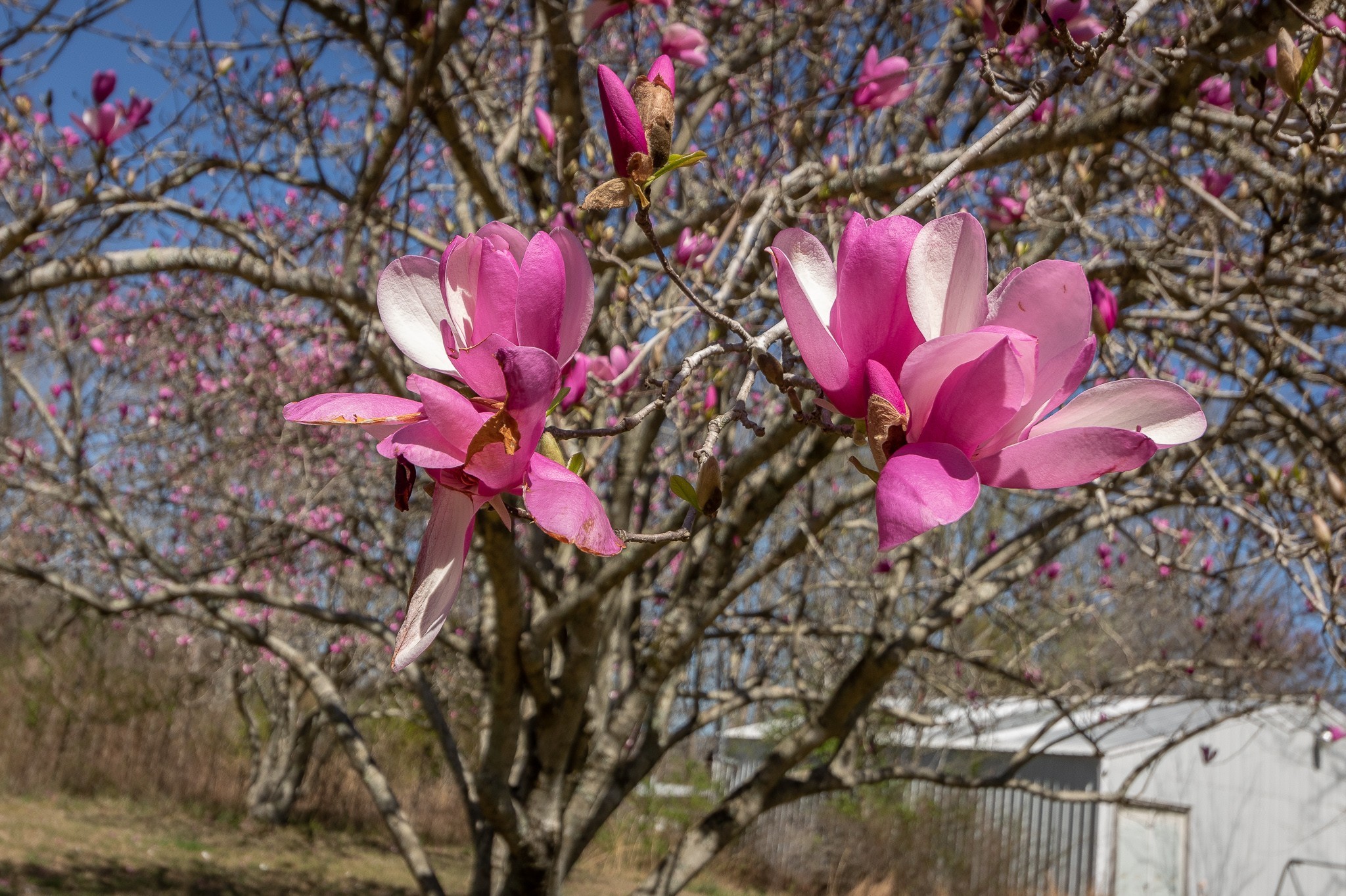 201 South Tunnel Road Portland, TN 37148 - Photo 41 of 41 a picture of flowers