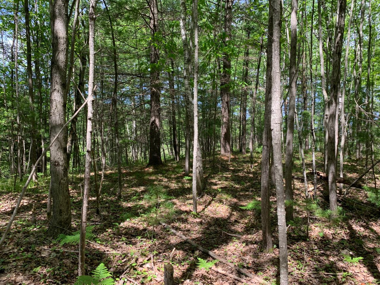 Lot 1 Somo Ridge Road Tomahawk, WI 54487 - Photo 6 of 12 Gallery Image 6