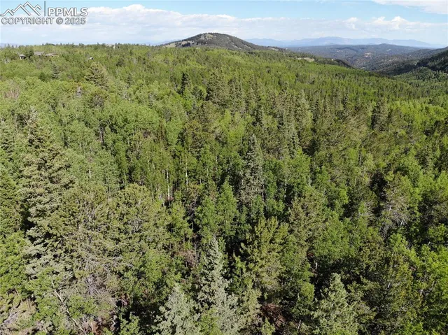 a view of a lush green forest with lots of trees