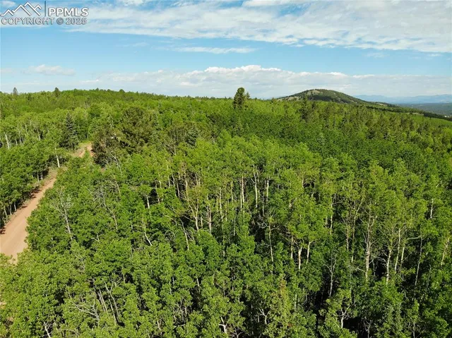 a view of a lush green forest with a mountain