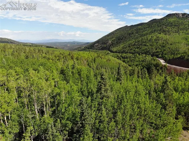 a view of a forest with a tree