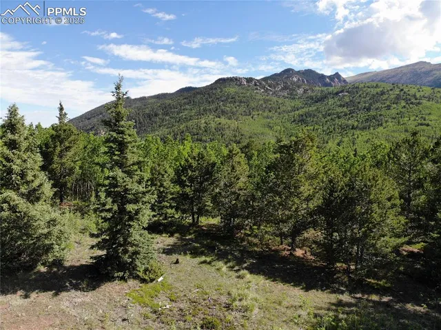 a view of a yard with plants and a bench