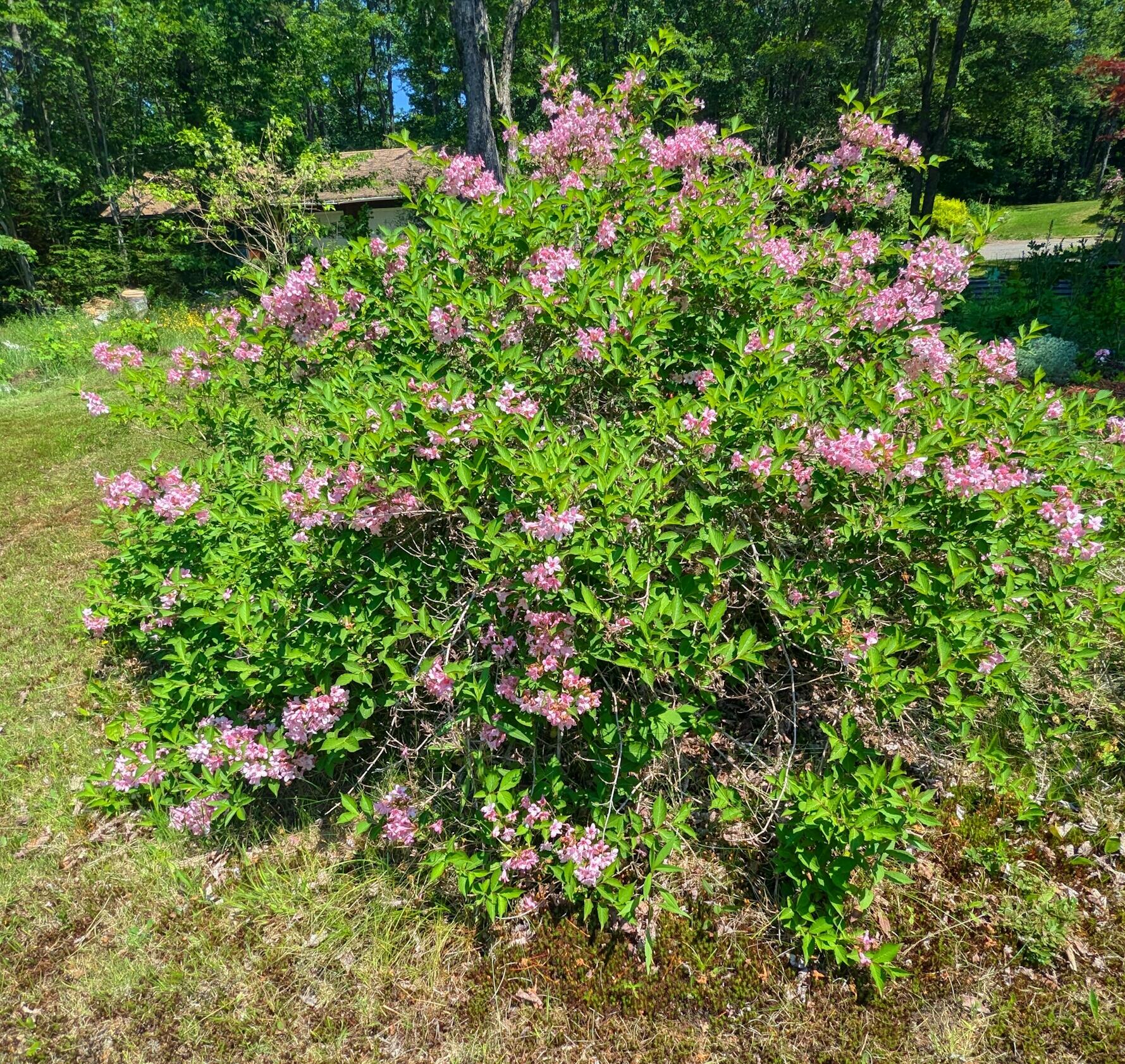 8 Red Fern Road Trenton, ME 04605 - Photo 23 of 70 2024-06-20_09.56.22
