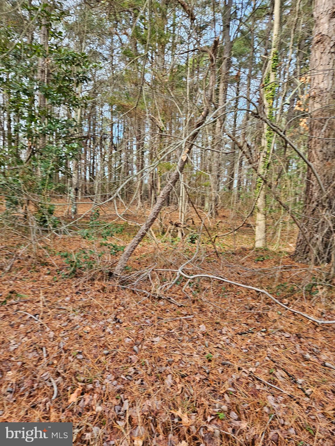 Abell Road Avenue, MD 20609 - Photo 2 of 2 Gallery Image 2