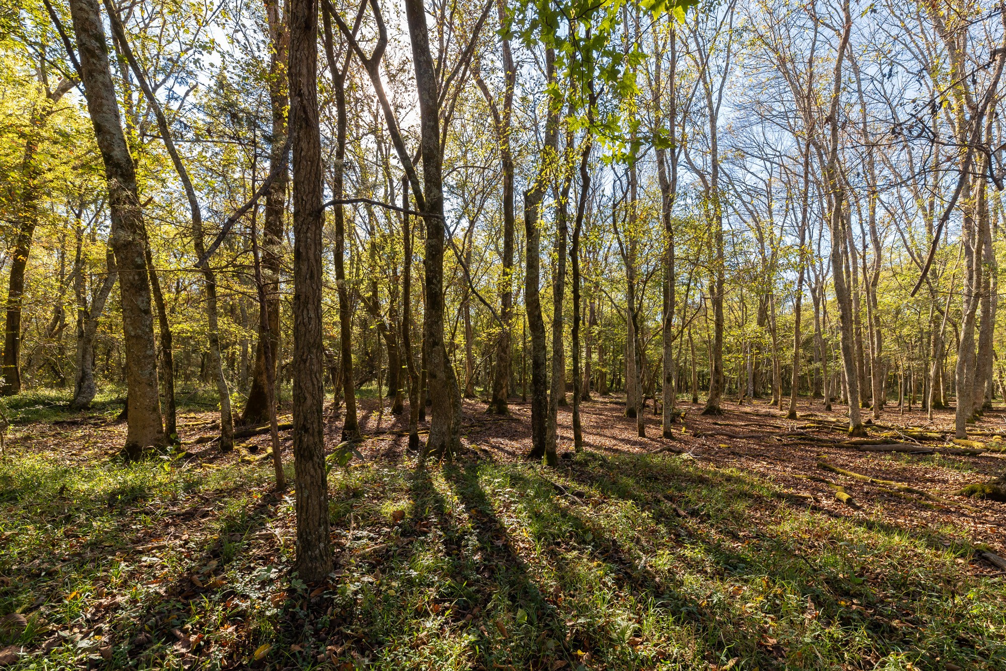 5455 Rucker Christiana Road Christiana, TN 37037 - Photo 4 of 30 Gallery Image 4