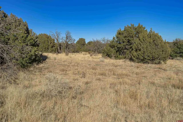a view of a dry yard with trees in the background