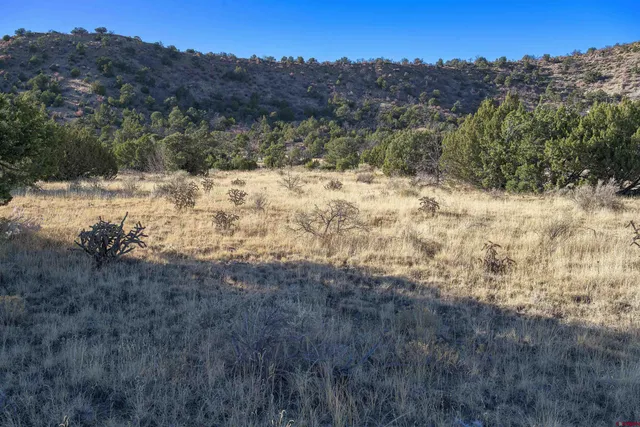 a view of a dry yard