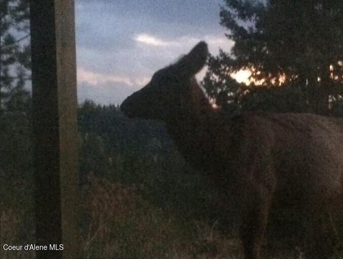 21160 North Corbin Hill Road Hayden, ID 83835 - Photo 85 of 85 Essary Moose