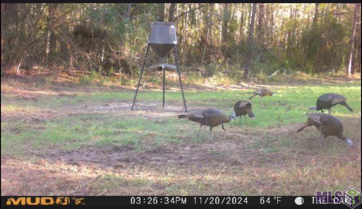 Tbd Jerusalem Road Liberty, MS 39645 - Photo 28 of 60 Gallery Image 28