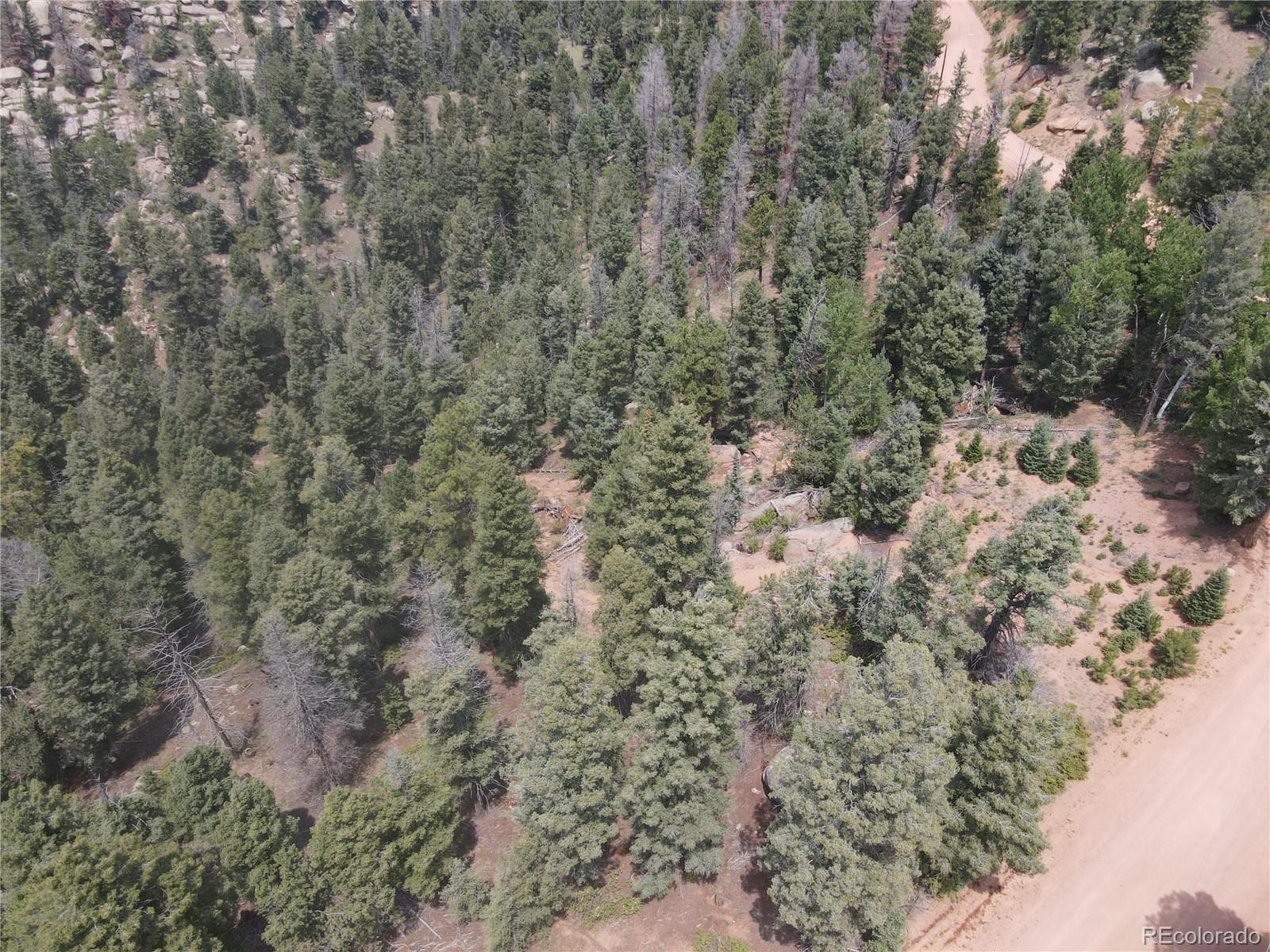 3546 North Mountain Estates Road Florissant, CO 80816 - Photo 12 of 17 a view of a forest with lots of trees
