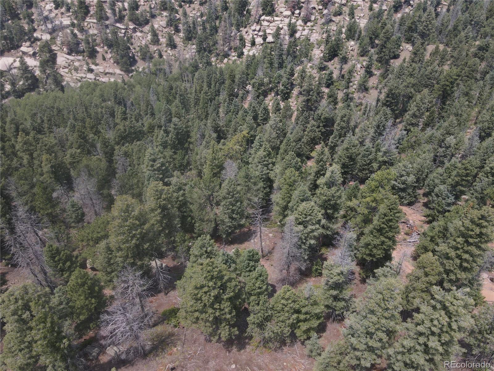 3546 North Mountain Estates Road Florissant, CO 80816 - Photo 14 of 17 a view of a forest with trees all around