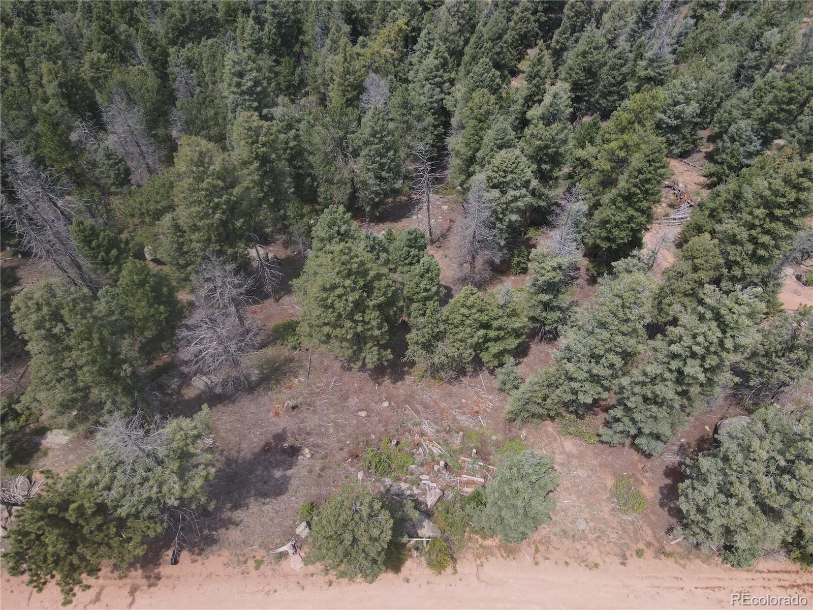 3546 North Mountain Estates Road Florissant, CO 80816 - Photo 15 of 17 a view of a forest with trees all around