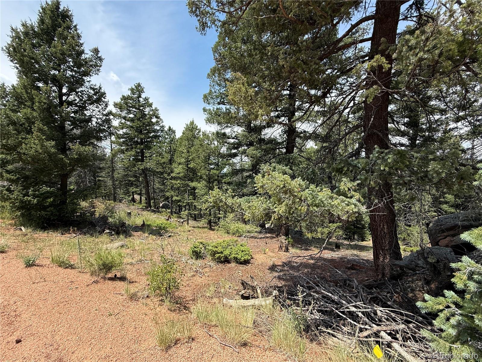 3546 North Mountain Estates Road Florissant, CO 80816 - Photo 2 of 17 a view of a yard with plants and trees