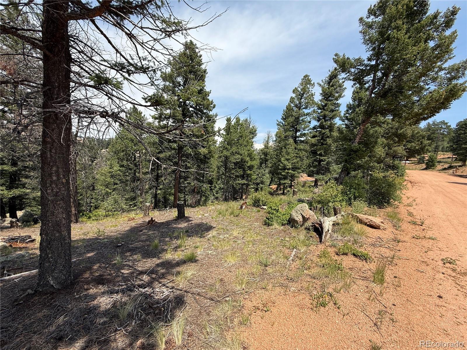3546 North Mountain Estates Road Florissant, CO 80816 - Photo 4 of 17 a view of a forest with trees