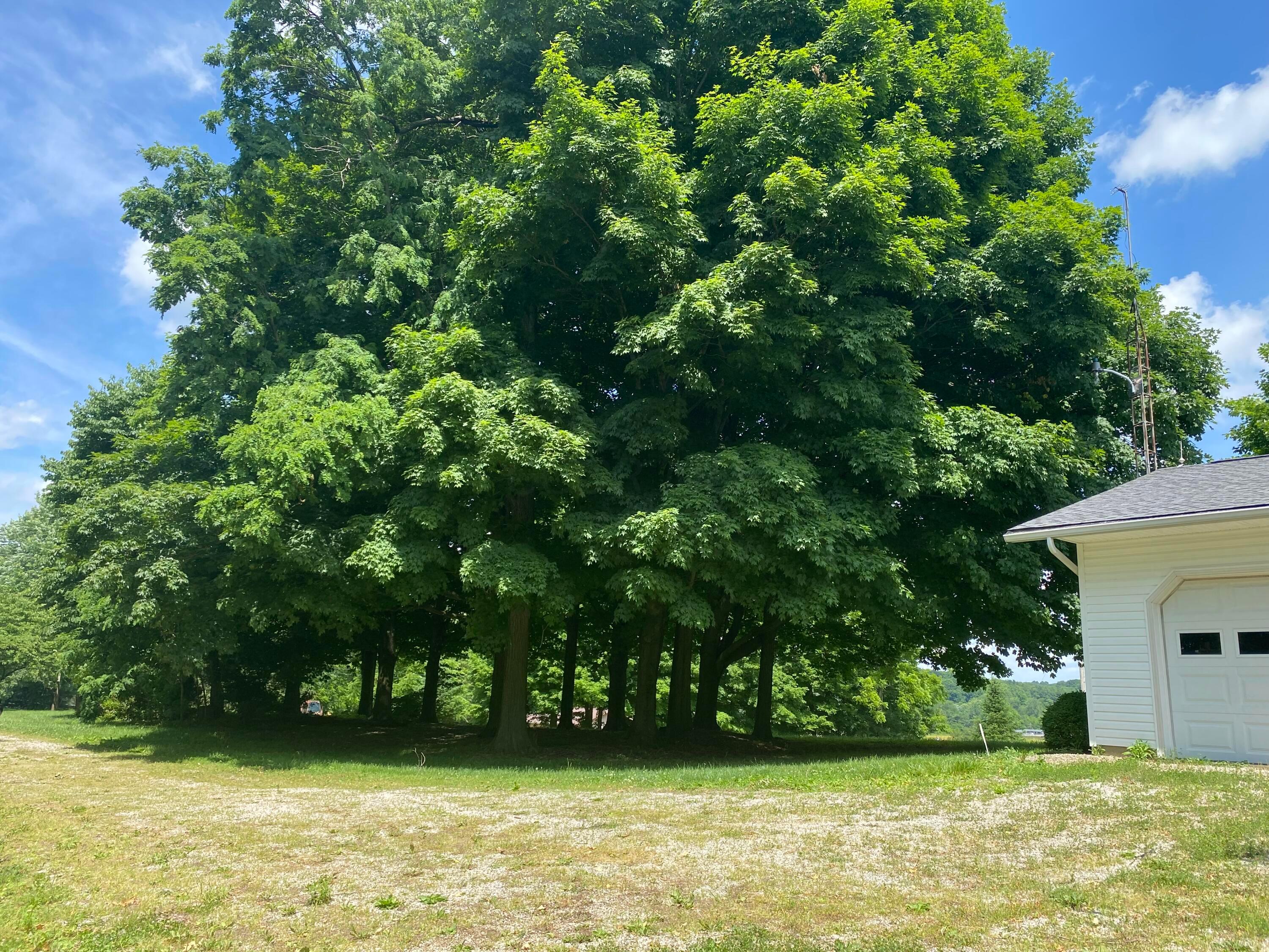 610 Mt Perry Road Mount Perry, OH 43760 - Photo 23 of 27 trees
