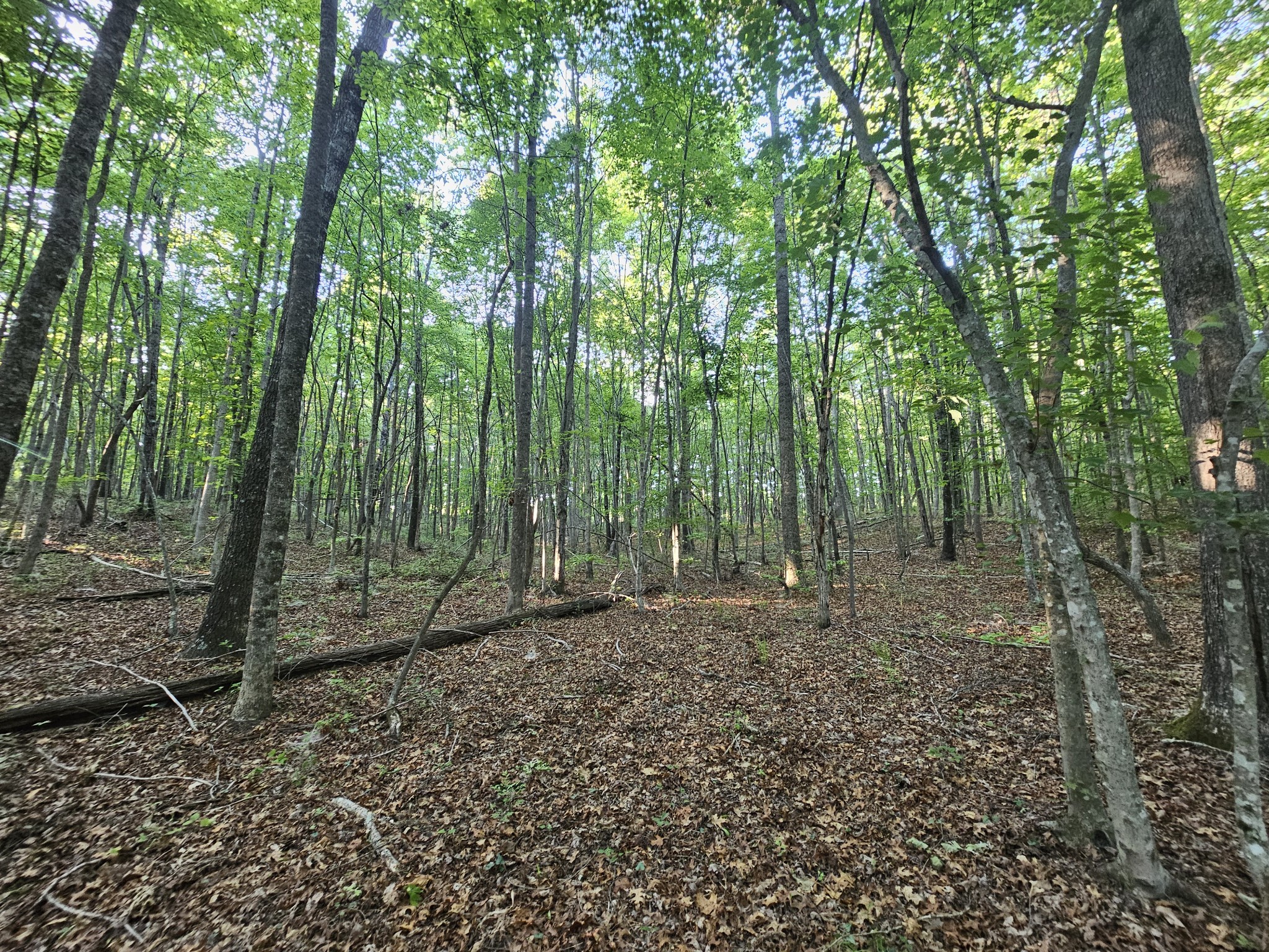 10 Griswold Road Altamont, TN 37301 - Photo 14 of 35 a view of outdoor space and green space