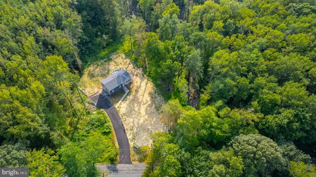 a view of a garden with plants and large trees