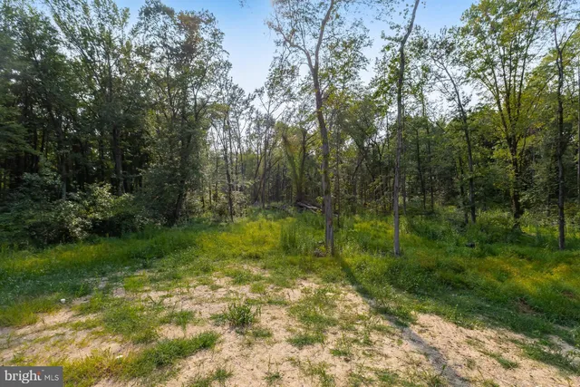 a view of lush green forest