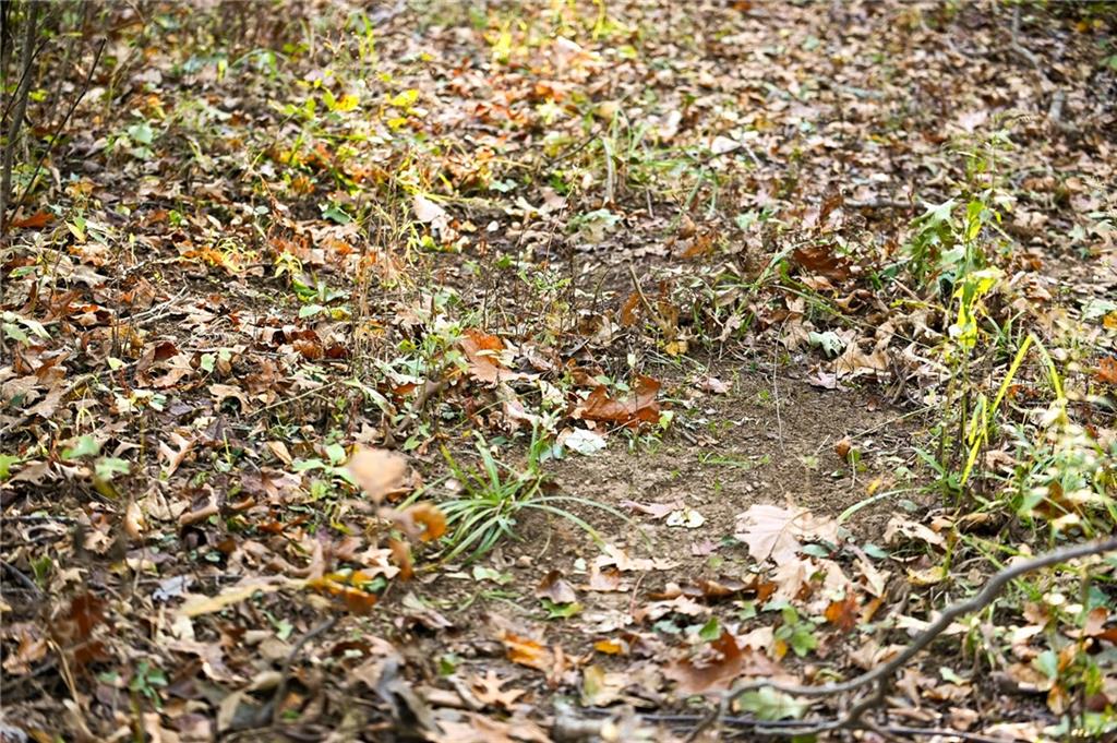 0 South 725 Road Stockton, MO 65785 - Photo 18 of 48