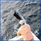 4016 Dorn Road Summerland Key, FL 33042 - Photo 46 of 47 More Fishing Fun