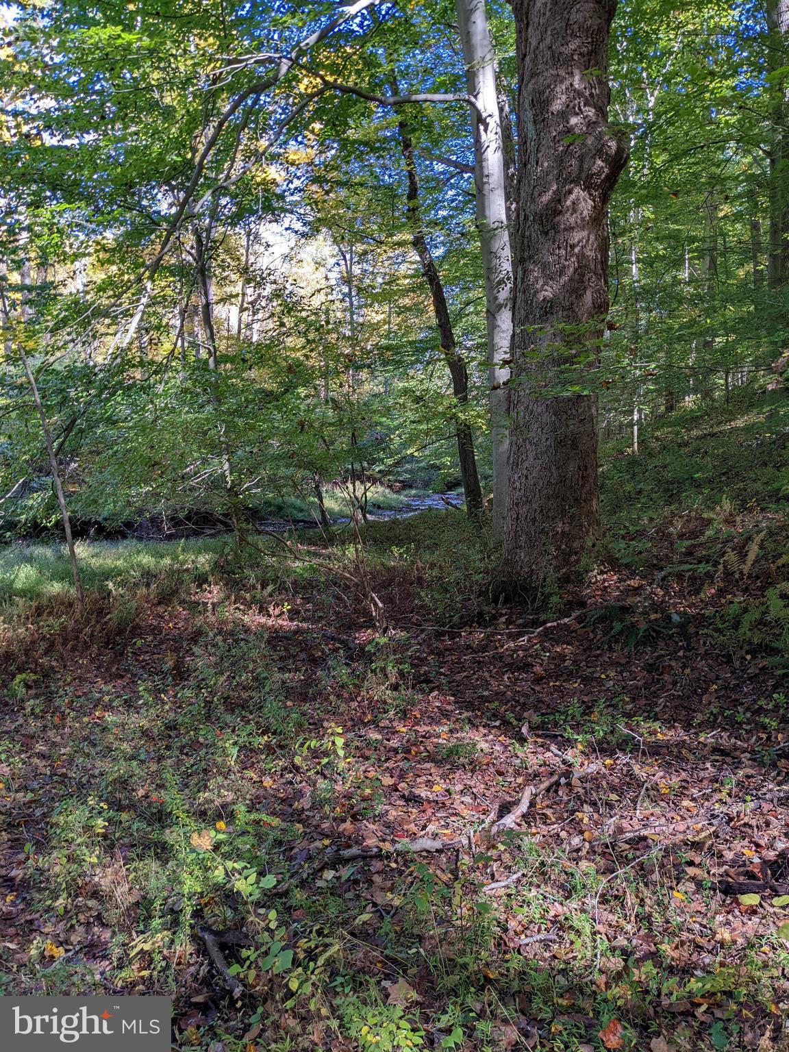351 Hillendale Road Chadds Ford, PA 19317 - Photo 56 of 60 Stream in Wooded Section of the Property
