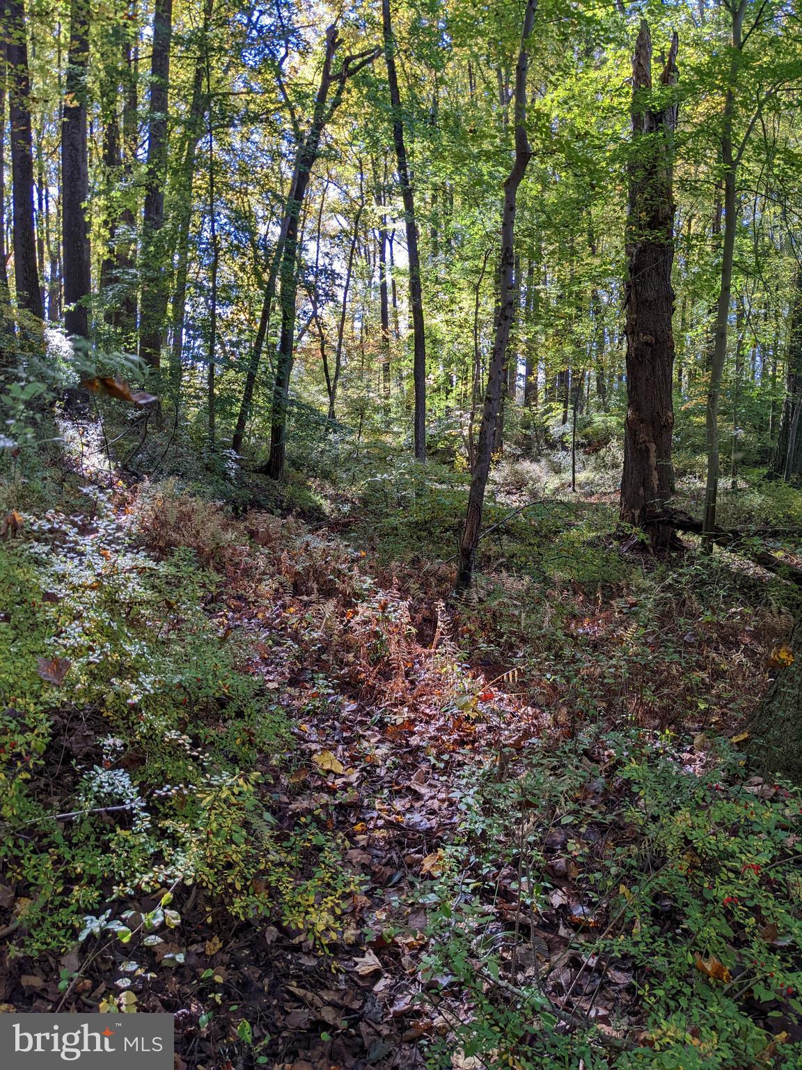 351 Hillendale Road Chadds Ford, PA 19317 - Photo 57 of 60 Wooded Part of the Property