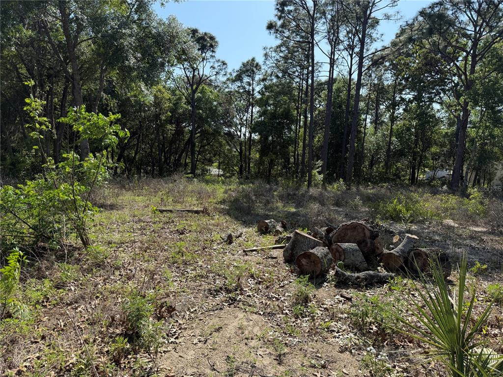 Indian Trail Road Brooksville, FL 34613 - Photo 12 of 27 a view of a fire pit with large trees