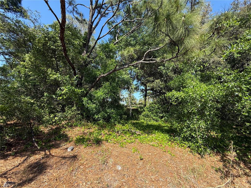 Indian Trail Road Brooksville, FL 34613 - Photo 13 of 27 a view of a yard with plants and a bench