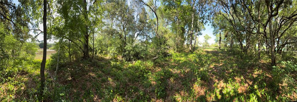 Indian Trail Road Brooksville, FL 34613 - Photo 15 of 27 a view of a yard with a tree