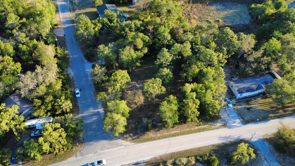 Indian Trail Road Brooksville, FL 34613 - Photo 27 of 27 a plant with lots of flowers