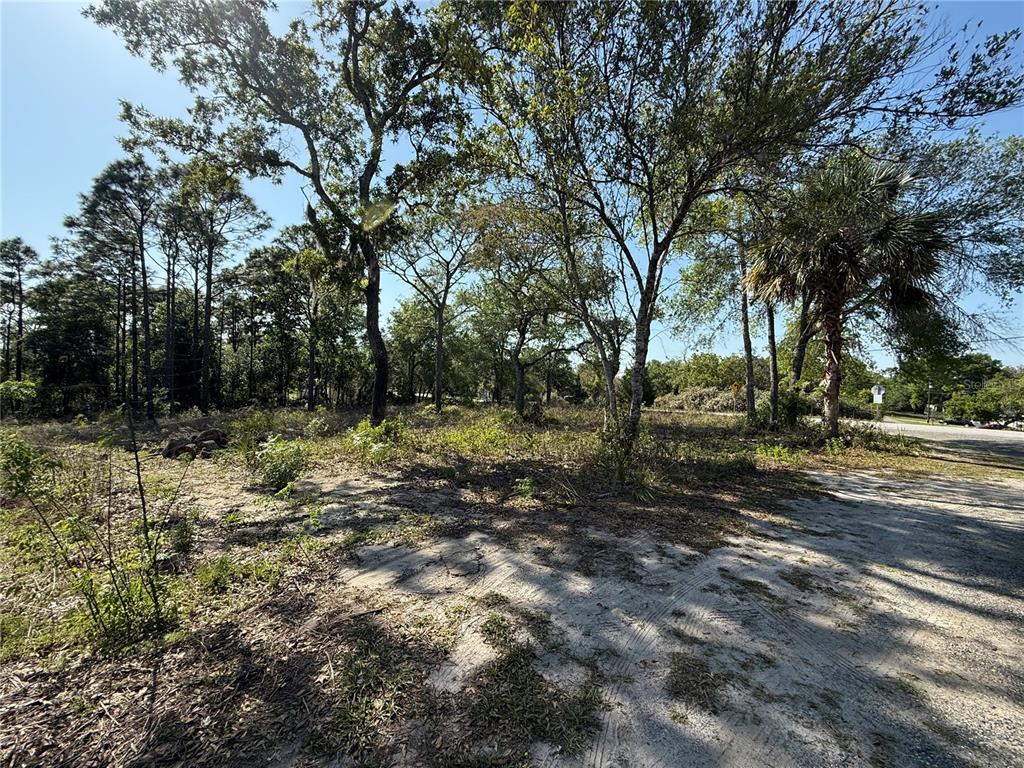 Indian Trail Road Brooksville, FL 34613 - Photo 3 of 27 a view of a forest with trees