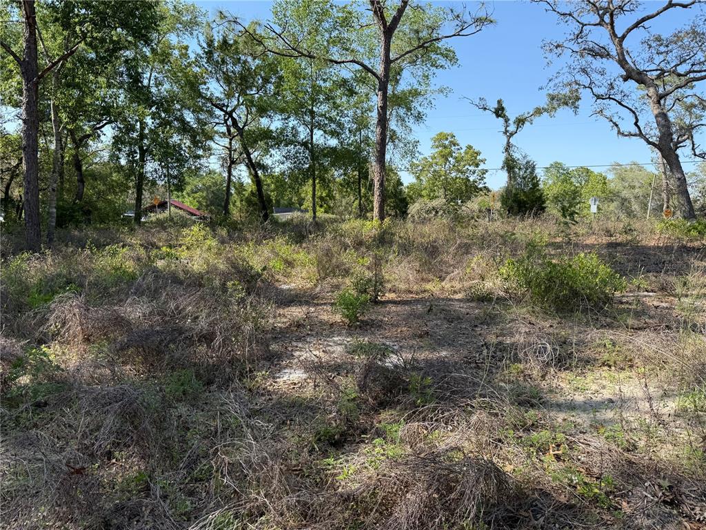 Indian Trail Road Brooksville, FL 34613 - Photo 7 of 27 a view of a forest with trees in the background