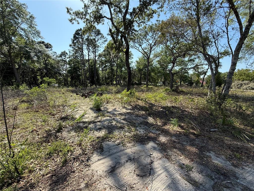 Indian Trail Road Brooksville, FL 34613 - Photo 8 of 27 a view of a tree with a yard