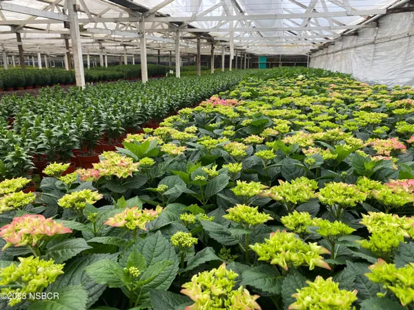 a view of a garden with a tree