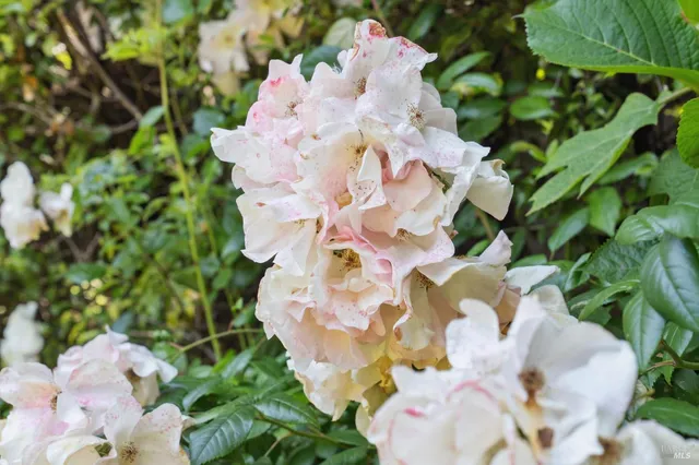 $4,395,000 | 39 Cooper Lane, Sausalito, CA 94965