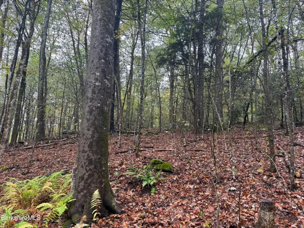 a view of a forest filled with trees
