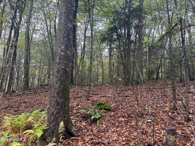 a view of a forest filled with trees
