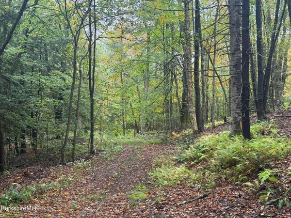 a view of a forest with trees