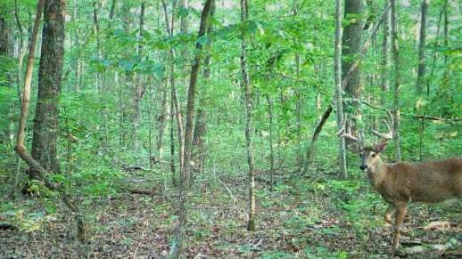 0 Wolfhaven Road, Unit 5 Spencer, TN 38585 - Photo 4 of 4 D 5