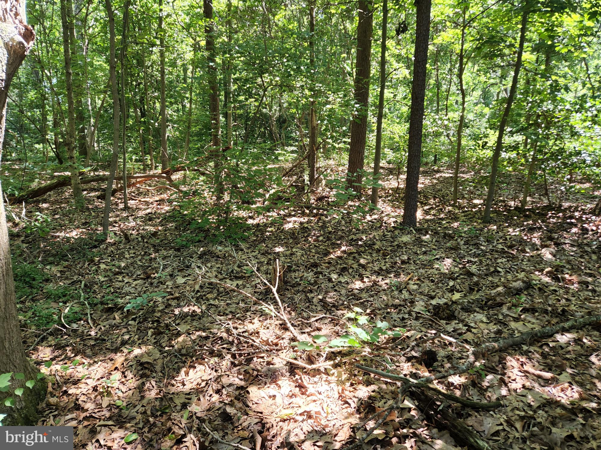 Meadowbrook Road Federalsburg, MD 21632 - Photo 12 of 24 Wooded lot with a stream at the back