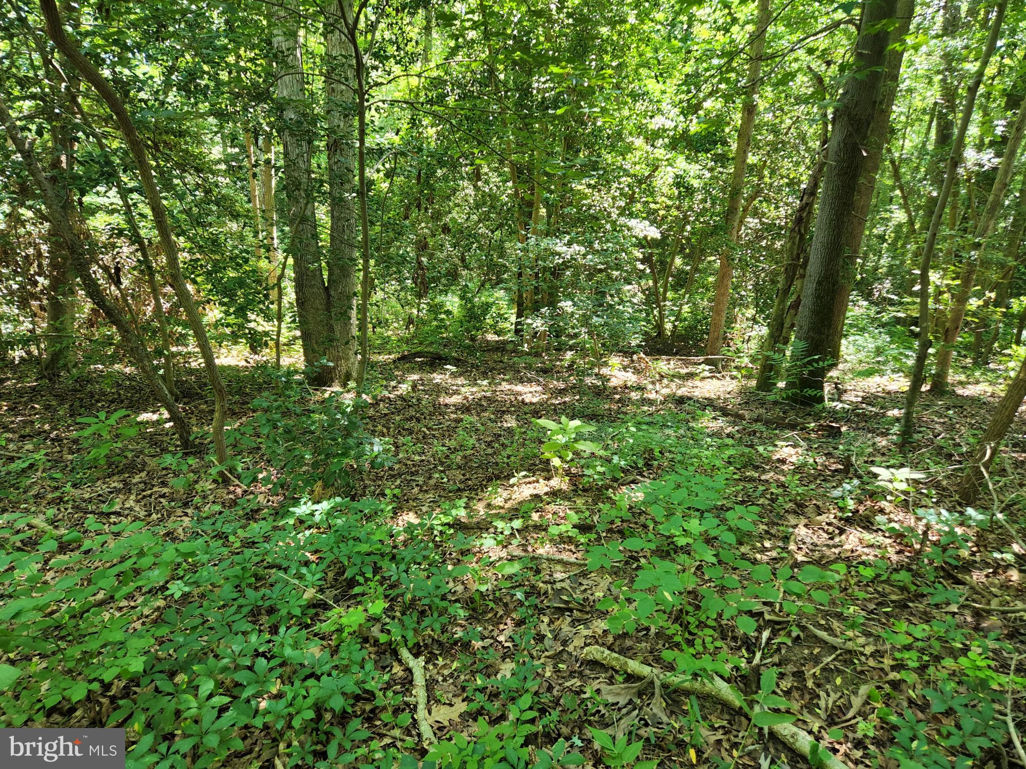 Meadowbrook Road Federalsburg, MD 21632 - Photo 14 of 24 Gallery Image 14