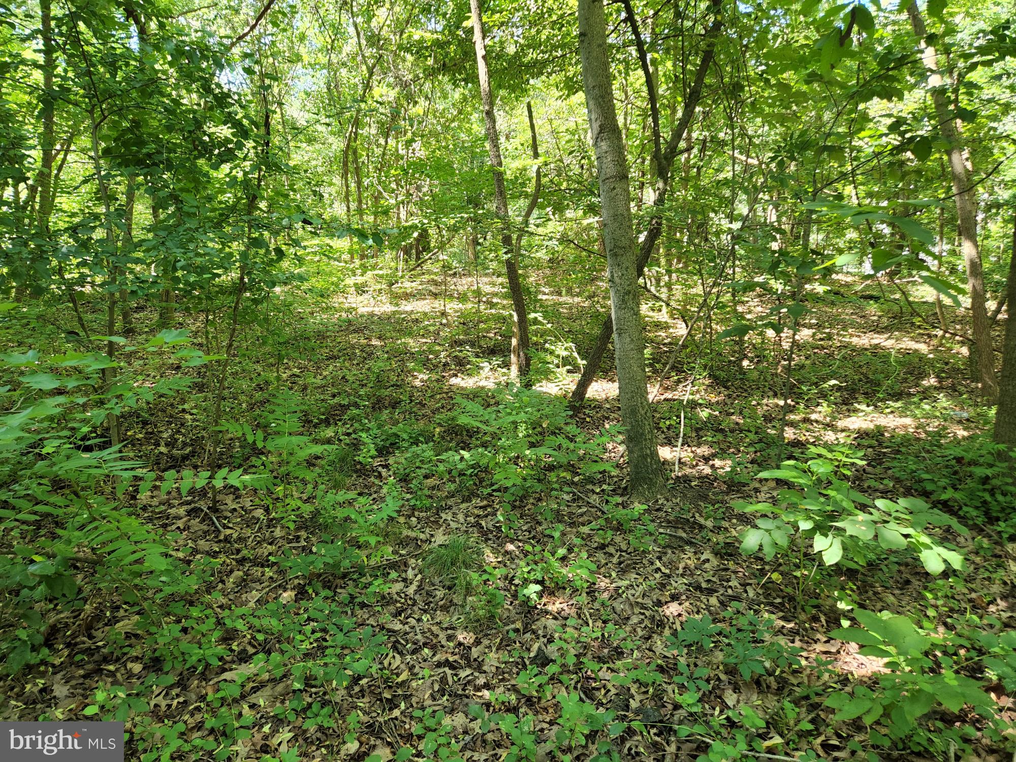 Meadowbrook Road Federalsburg, MD 21632 - Photo 3 of 24 Gallery Image 3