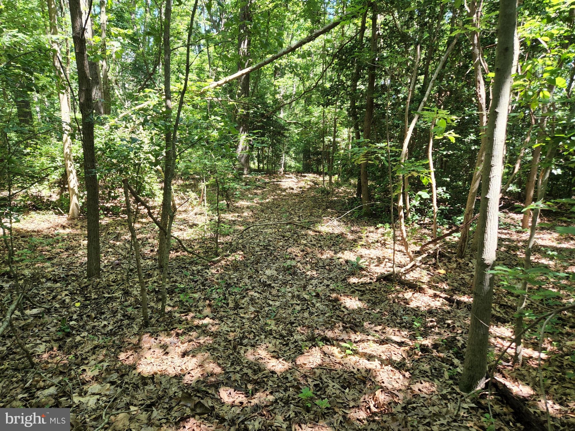 Meadowbrook Road Federalsburg, MD 21632 - Photo 4 of 24 High lot